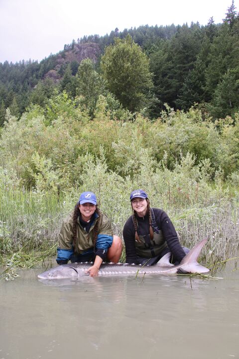 White sturgeon tracking fieldwork on the Lower Fraser River
