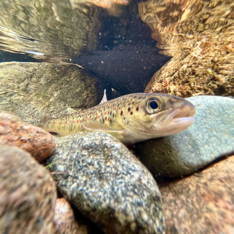 Juvenile trout in a BC stream