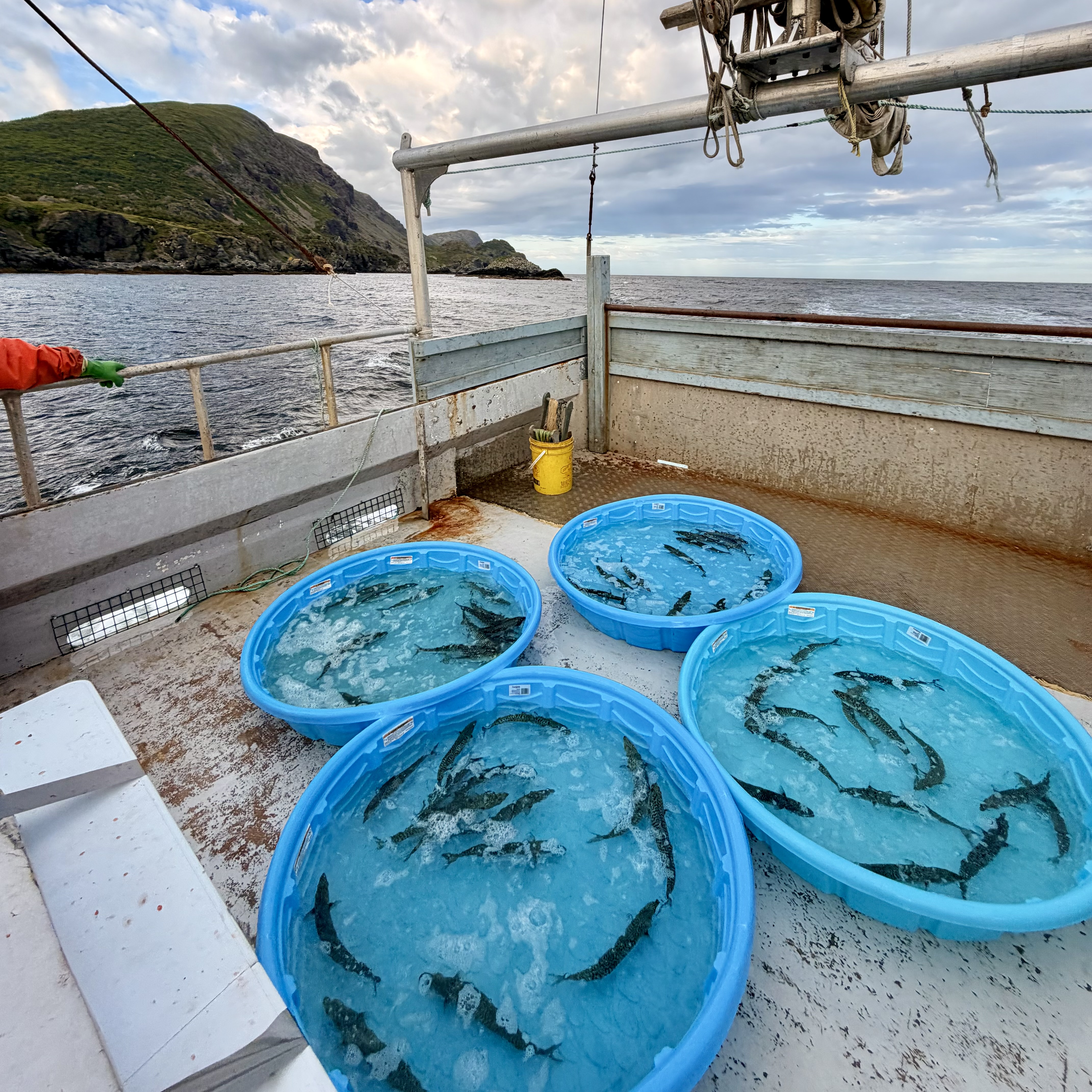 Atlantic mackerel tagging fieldwork on the west coast of Newfoundland
